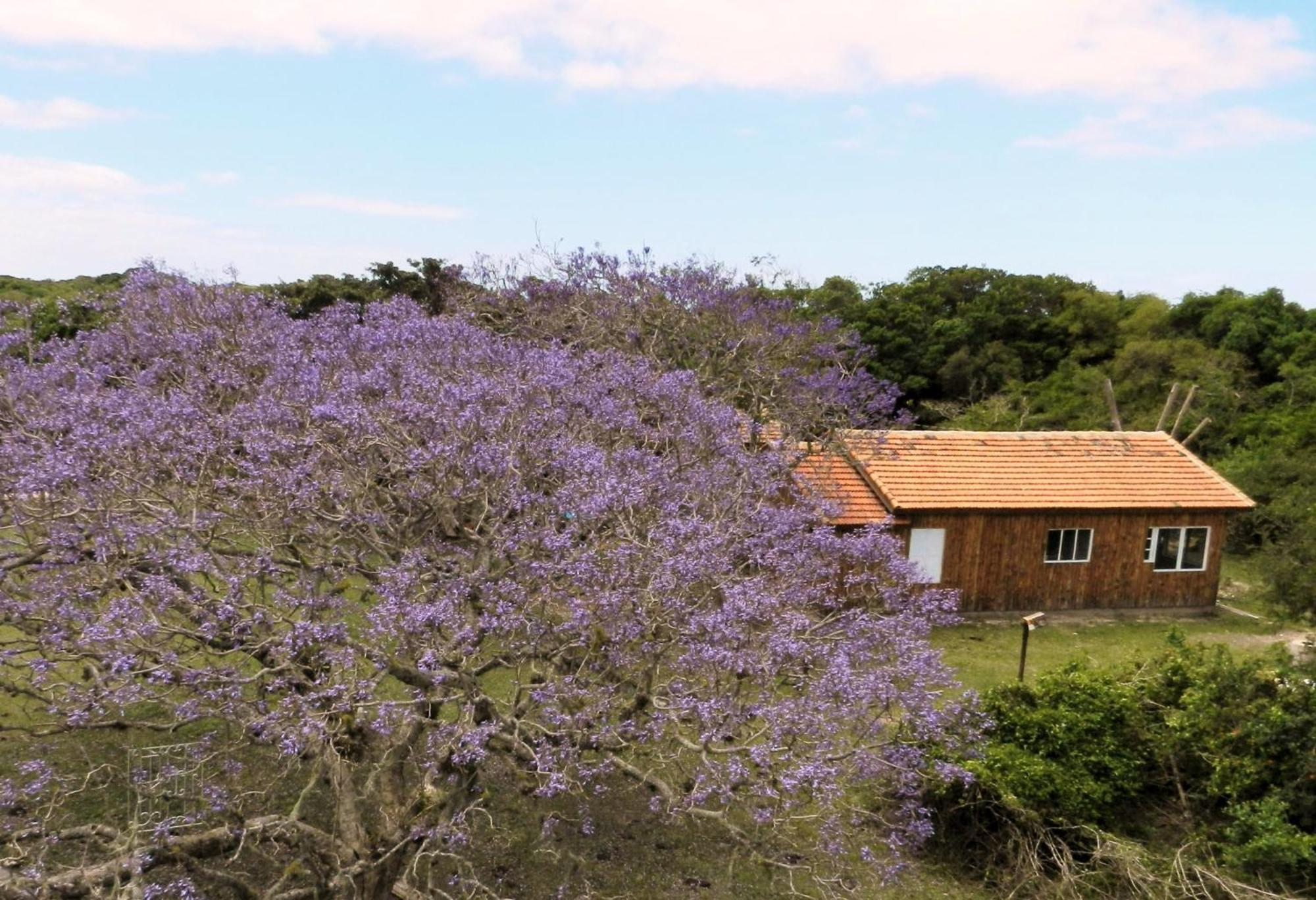 Aldeia Santuario Das Aves Tavares Pokój zdjęcie