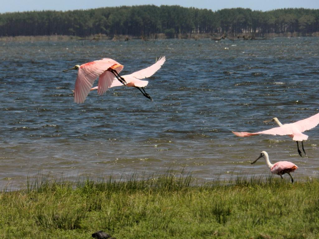 Aldeia Santuario Das Aves Tavares Zewnętrze zdjęcie